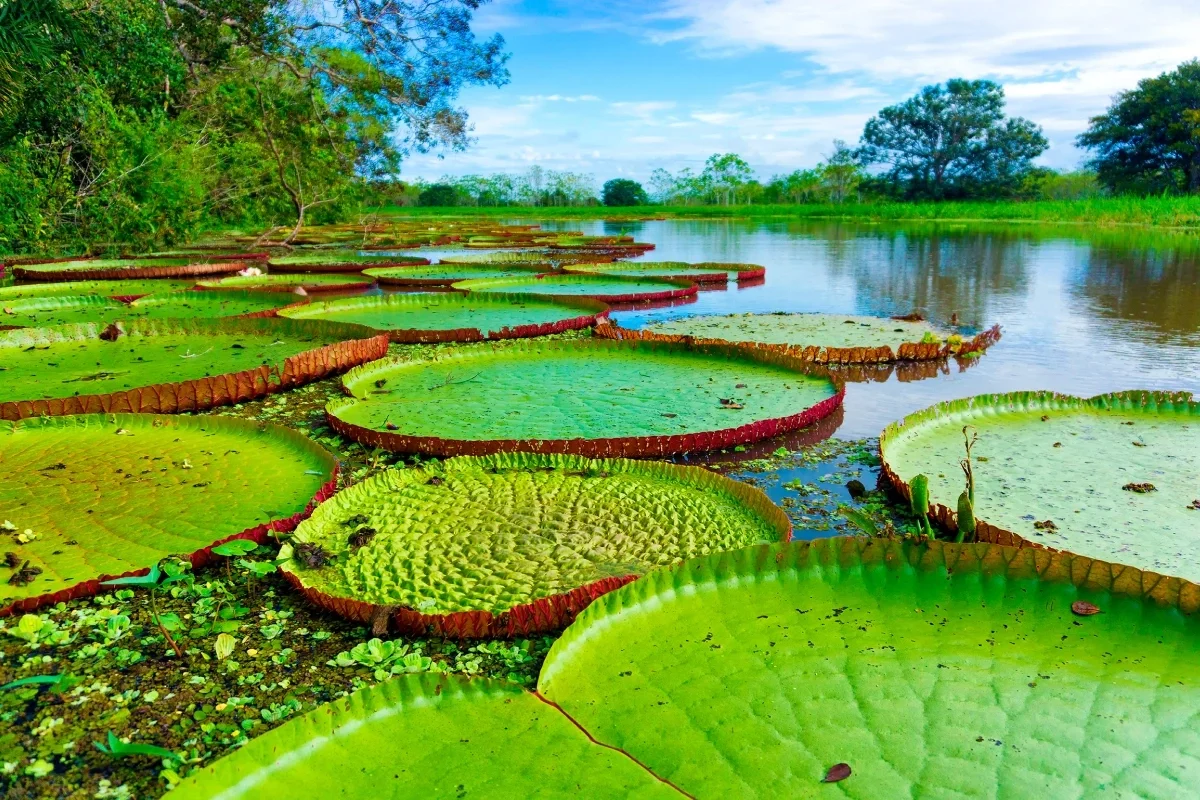 Iquitos